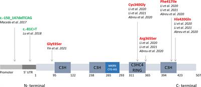 MKRN3 role in regulating pubertal onset: the state of art of functional studies